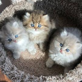 Katzenbaby sucht ein Zuhause