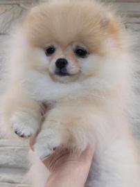 Typische Pomeranian-Welpen