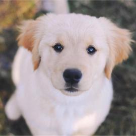 Sch�ne golden retriever-Welpen f�r die R