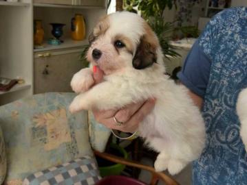 Coton de Tul�ar