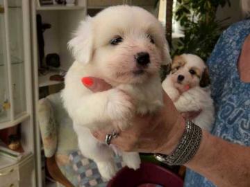 Coton de Tul�ar