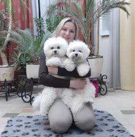 Sch?ner Bichon Frise