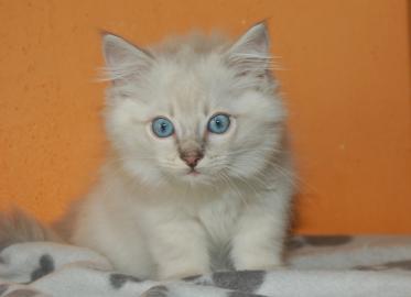 Ragdoll-Junge mit Stammbaum