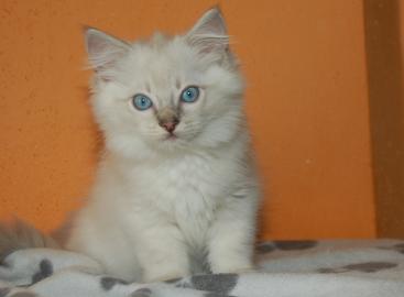 Ragdoll-Junge mit Stammbaum