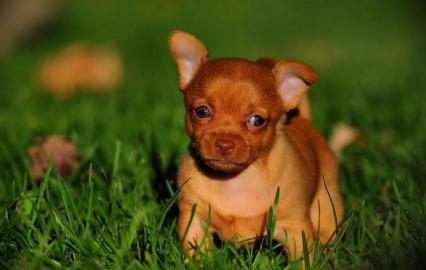 Mini Chihuahua-Welpen