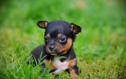Mini Chihuahua-Welpen