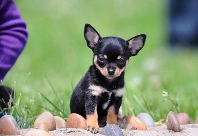 Mini Chihuahua-Welpen