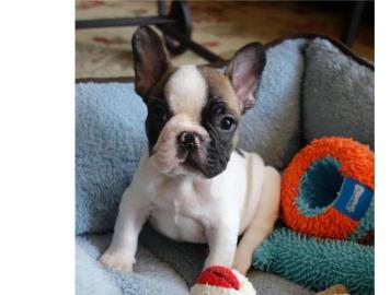 ~S��e Franz�sisch Bulldogge in Liebevoll