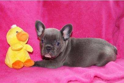 ~S��e Franz�sisch Bulldogge in Liebevoll
