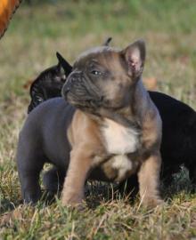 ~S��e Franz�sisch Bulldogge in Liebevoll