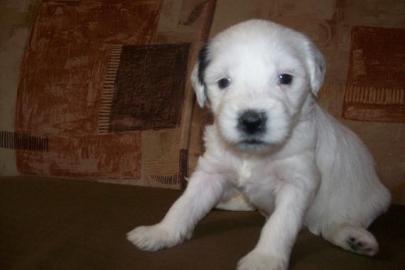 Tibet-Terrier Welpen zu verkaufen