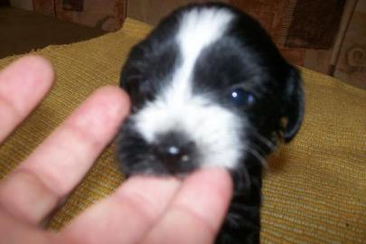 Tibet-Terrier Welpen zu verkaufen
