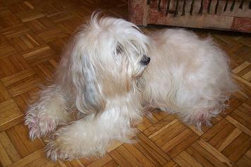 Tibet-Terrier Welpen zu verkaufen