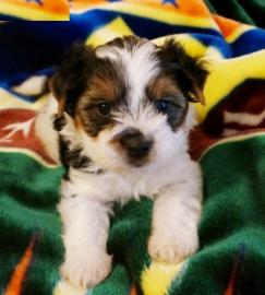 Sechs s��e Yorkshire Terrier Welpen