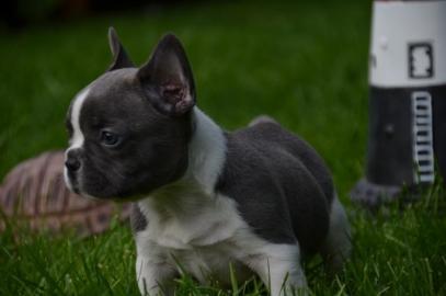 2 brave French Bullys suchen neues Zuha