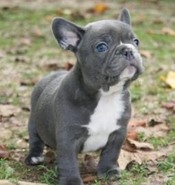 2 brave French Bullys suchen neues Zuha