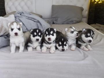 Siberian Husky Welpen