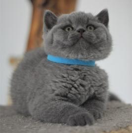 S��e BKH-WHATSAPP: +4368120926227