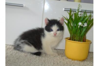 Typvolle Maine Coon Kater suchen ein neu