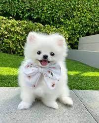 Typvolle Zwergspitz / Pomeranian Welpen