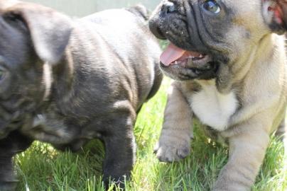 Franz�sische Bulldoggen Welpen 8 Wochen