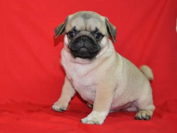 S��e Mops Welpen&&