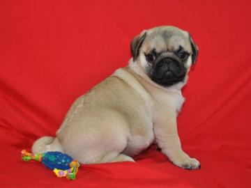 S��e Mops Welpen&&