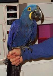 Handzahme weiblich Ara Papagei f�r die A