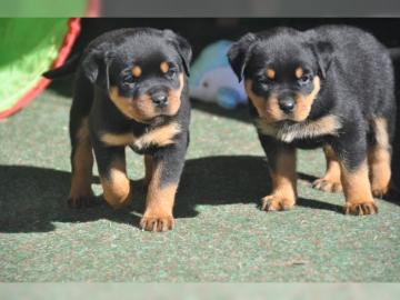 Wundersch�ne Rottweiler-Welpen