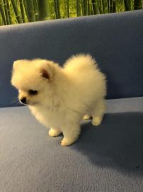 Zwergspitz Pomeranian Welpen
