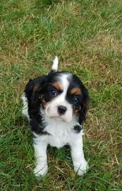Kavalierwelpen King Charles Spani