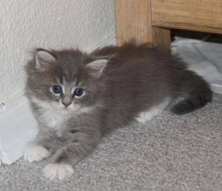 Super s��e Maine Coon K�tzchen