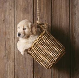 Golden Retriever Welpen suchen liebevoll