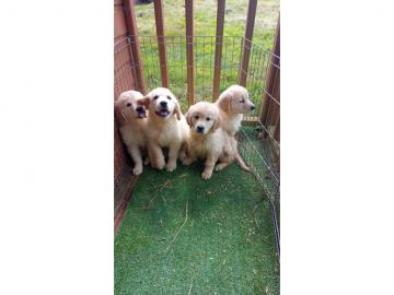 Golden Retriever Welpen suchen liebevoll