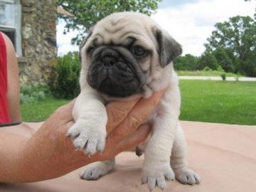 MINI MOPS WELPEN FUR 250EURO whatsapp Nu