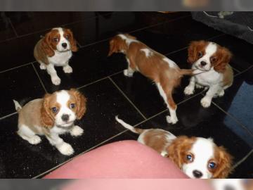 Kleine s??e cavalier king Charles Welpen
