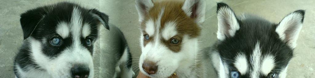 Sch�ne Siberian Husky Welpen