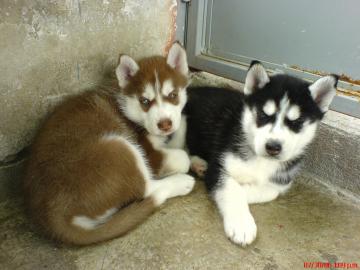 Sch�ne Siberian Husky Welpen
