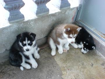 Sch�ne Siberian Husky Welpen