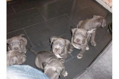 Pitbull blueline welpen zu  verkaufen