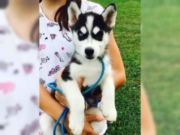 Sibirien Husky Whatsapp +4915214389093