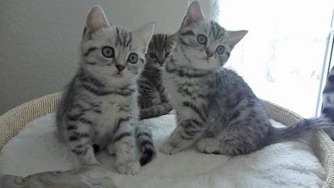 BritishKurzHaar K�tzchen