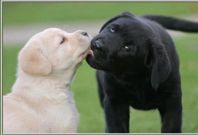 Labradorwelpen mit Papieren