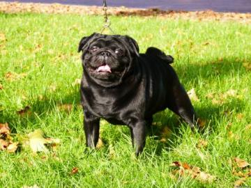 Mops Welpen