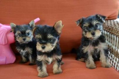 Gesunde Yorkshire Terrier Welpen. WhatsAp