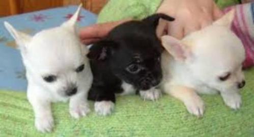 ,Chihuahua Welpen kostenlos