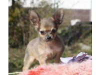 Chihuahua welpen zur Annahme