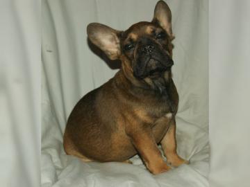 Traumhaft sch�ne franz�sische Bulldogge,