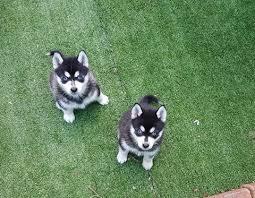 Mini pomsky Welpen auf der Suche nach ei