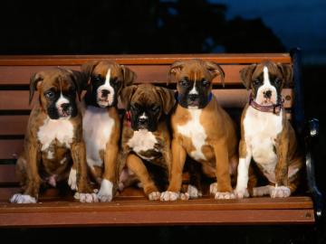 Boxerwelpen mit Papiere
